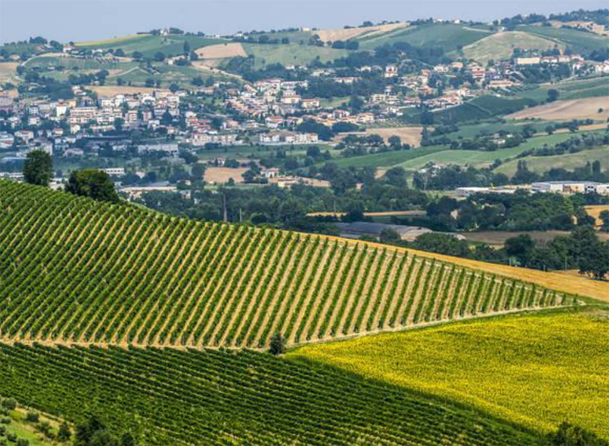 jesi e le cantine del verdicchio